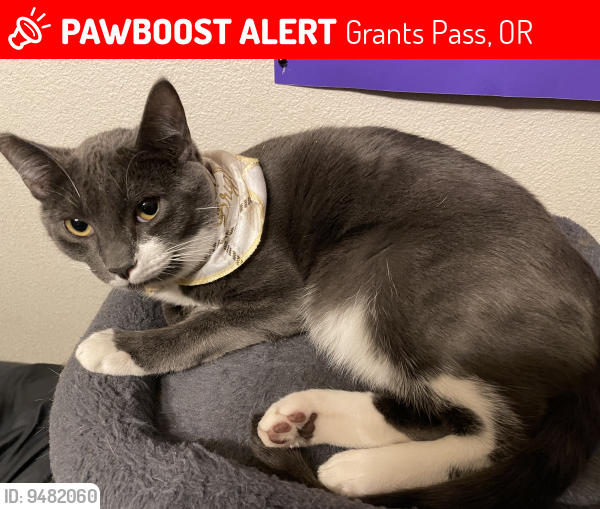 Lost Male Cat last seen SW Viola Dr. (near the Greenwood Dog Park & The All Sports Park) , Grants Pass, OR 97526