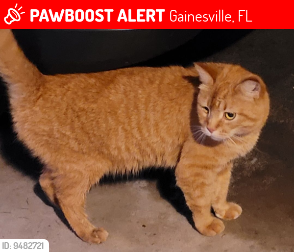 Lost Female Cat last seen Kingston/ Suburban heights , Gainesville, FL 32605