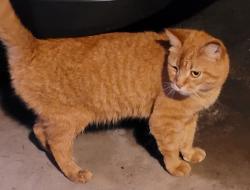 Lost Female Cat last seen Kingston/ Suburban heights , Gainesville, FL 32605