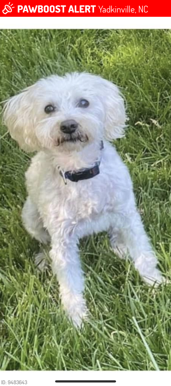 Yadkinville, NC Lost Male Dog, Charlie Is Missing PawBoost