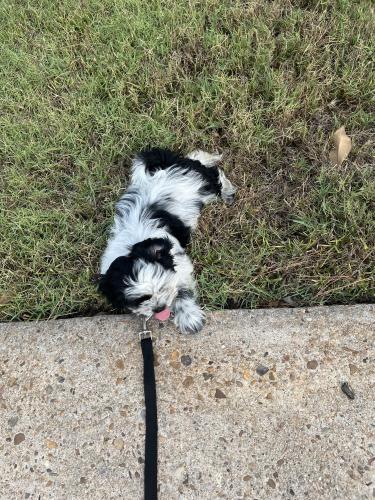 Lost Male Dog last seen Bent Oak drive, Missouri City, TX 77489