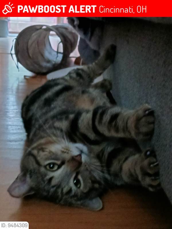 Lost Male Cat last seen STEWARD AVE, Cincinnati, OH 45231