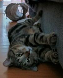 Lost Male Cat last seen STEWARD AVE, Cincinnati, OH 45231