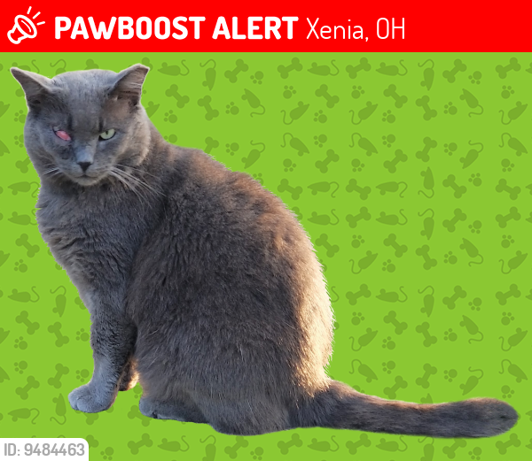 Lost Male Cat last seen Upper Bellbrook Rd & N Valley Rd, Xenia, OH 45385