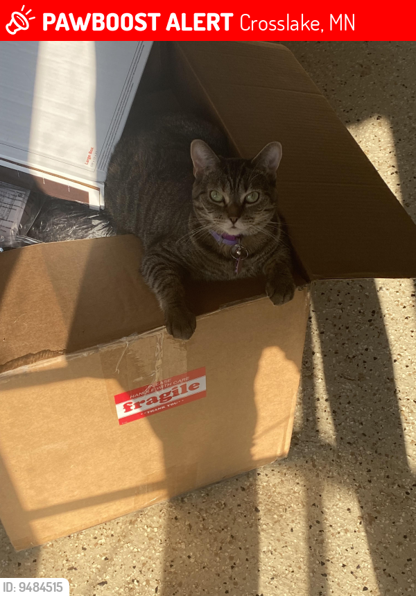 Lost Female Cat in Crosslake, MN 56442 Named Raya (ID 9484515) PawBoost