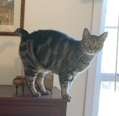 Lost Female Cat last seen Poplar Tree Court and Mountain Heights Front Royal VA, Front Royal, VA 22630