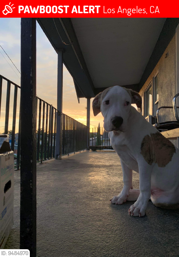 Los Angeles, CA Lost Male Dog, Bruno Is Missing | PawBoost