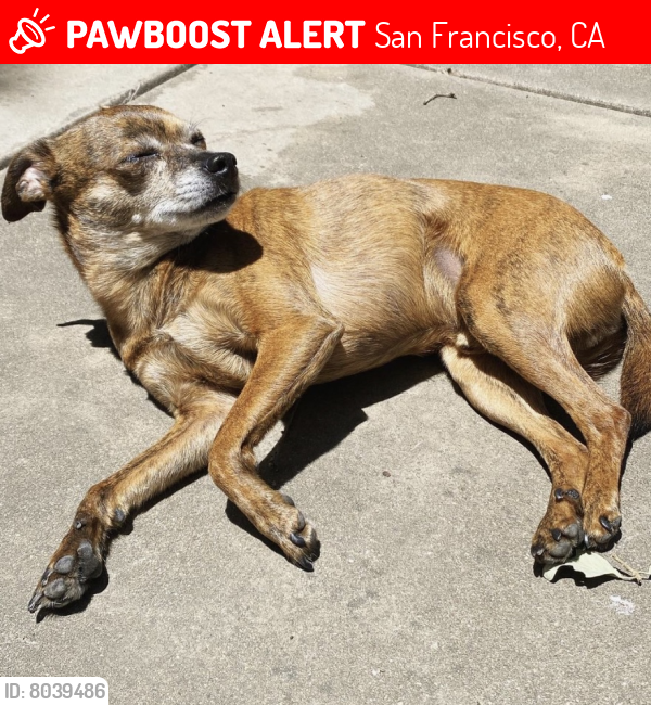 Lost Male Dog last seen Near Pierce Street San Francisco CA, San Francisco, CA 94117