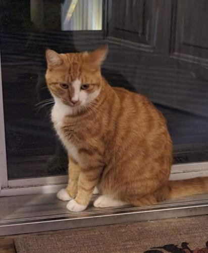 Lost Male Cat last seen West Palmetto St and Twin Church Rd, Florence, SC 29501