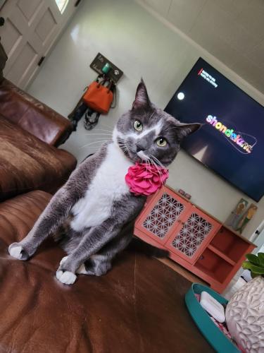 Lost Female Cat last seen Independence , Inverness, FL 34453