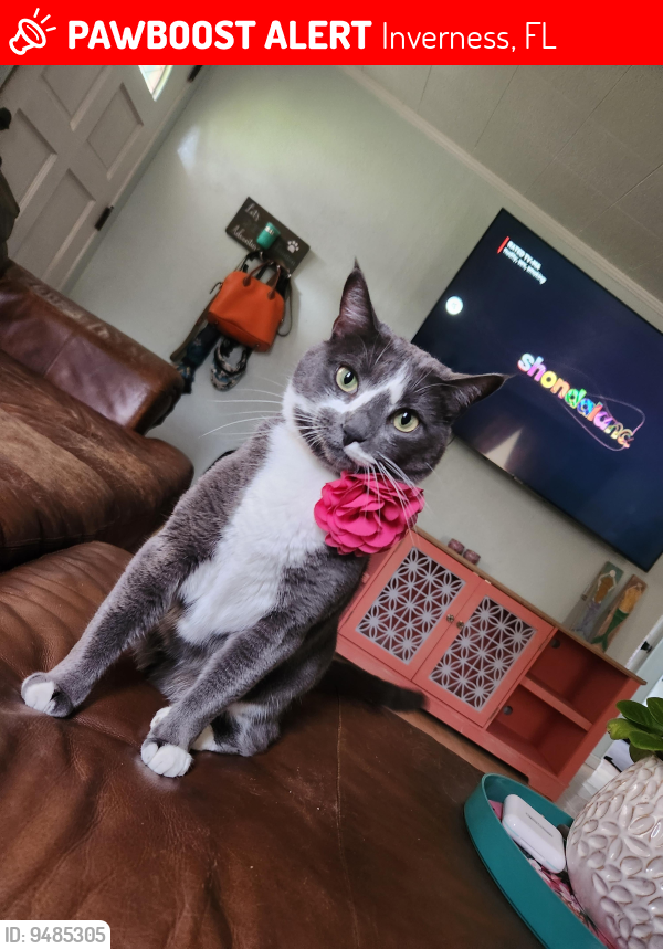 Lost Female Cat last seen Independence , Inverness, FL 34453