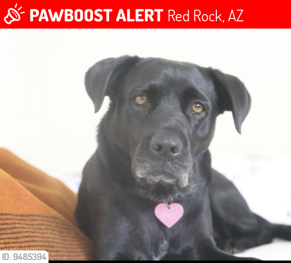 Lost Female Dog last seen Governor & bronco , Red Rock, AZ 85245