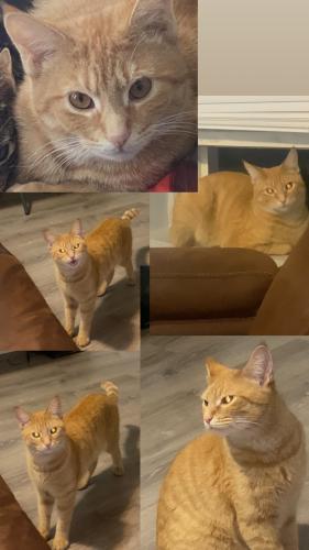 Lost Male Cat last seen Near South Cottage Grove, Chicago, IL 60653