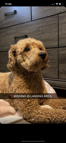 Lost Female Dog last seen Oak wood and 186th pl, Lansing, IL 60438