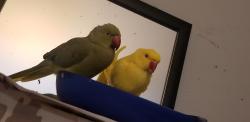 Lost Male Bird last seen Mercury Dr and Harbor Lane, Schaumburg, IL 60193
