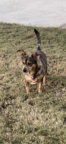 Lost Female Dog last seen Avonlea , Covington, GA 30016