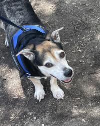 Reunited Male Dog last seen Near S Elm St. Asheboro NC 27203, Asheboro, NC 27203