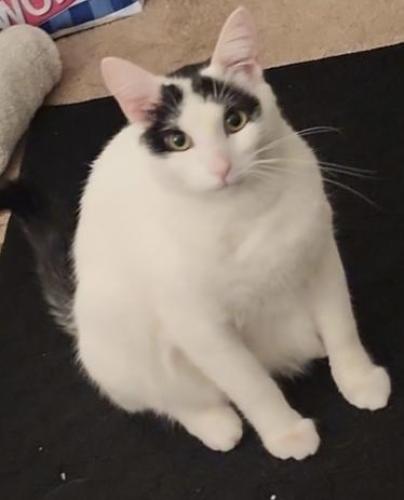 Lost Male Cat last seen Lake Forest x Pittsford , Lake Forest, CA 92630