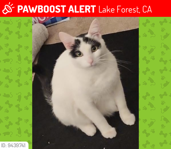 Lost Male Cat last seen Lake Forest x Pittsford , Lake Forest, CA 92630