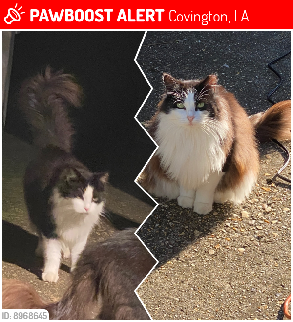 Lost Female Cat last seen Hollycrest Blvd, Covington, LA 70433