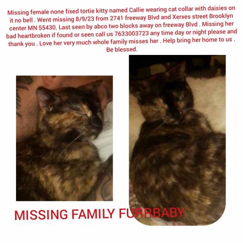 Lost Female Cat last seen Freeway Blvd and Xerxes street Brooklyn center MN , Brooklyn Center, MN 55430