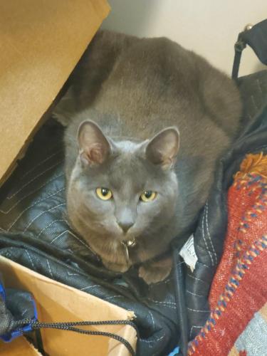 Lost Male Cat last seen North Tahoe and Hawaii Lane, Jersey Village, TX 77040