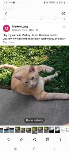 Lost Male Cat last seen Waxhaw NC, Waxhaw, NC 28173
