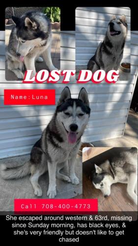 Lost Female Dog last seen 63RD and Oakley, Bell ave , Chicago, IL 60636