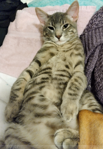 Lost Male Cat last seen Muse st. Fort Worth, TX 76112, Fort Worth, TX 76112