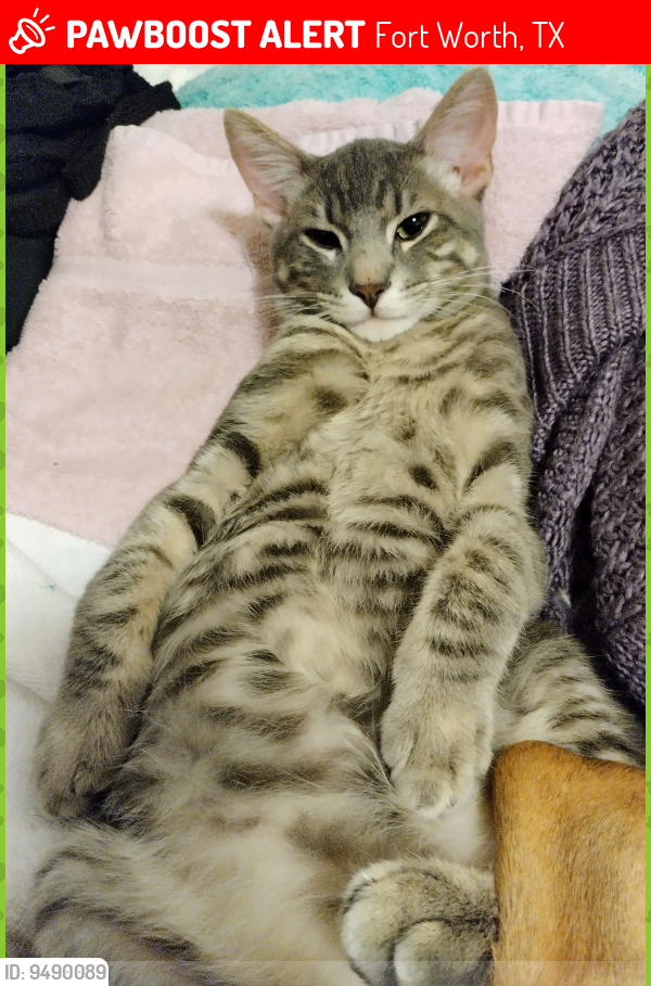 Lost Male Cat last seen Muse st. Fort Worth, TX 76112, Fort Worth, TX 76112