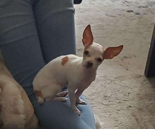 Lost Female Dog last seen s behind clutch city coffee, at 610, Houston, TX 77027