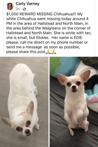 Lost Female Dog last seen Near halsted rd, N main st and halsted area, Rockford, IL 61103