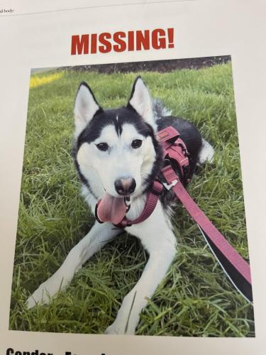 Lost Female Dog last seen Wheeler rd Oxon hill Md 20745, Prince George's County, MD 20748