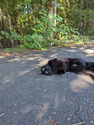 Reunited Unknown Cat last seen Ballantyne Commons, Charlotte, NC 28277