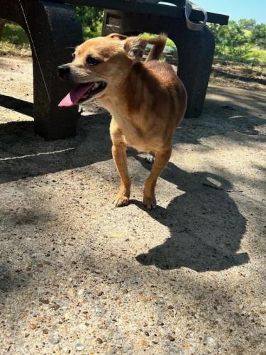 Lost Male Dog last seen Washington/Lincoln, Arlington, TX 76011