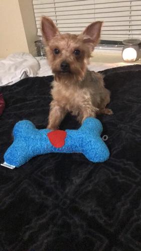Lost Male Dog last seen 28th Ave, Hillcrest Heights, MD 20748