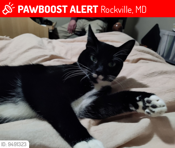 Lost Female Cat last seen Grandin Ave, Dean Dr Rockville. Twinbrook area, Rockville, MD 20851
