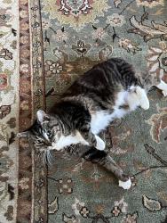 Lost Female Cat last seen 18th Avenue East and East Thomas, Seattle, WA 98112
