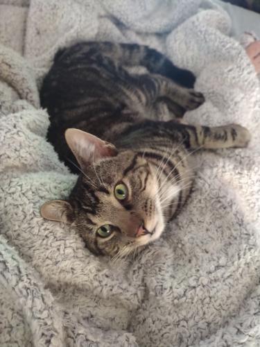 Lost Male Cat last seen Savage road and hwy 45, Union Grove, WI 53182