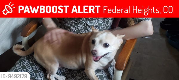 Lost Female Dog last seen Federal Heights Storage 92nd & Elm Ct, Federal Heights, CO 80260