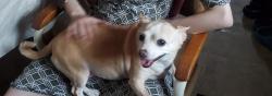 Lost Female Dog last seen Federal Heights Storage 92nd & Elm Ct, Federal Heights, CO 80260