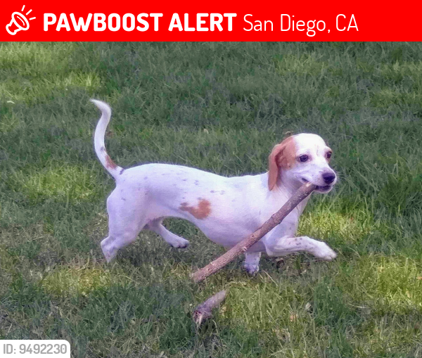 Lost Female Dog last seen Old Cliffs Rd., San Diego, CA 92120