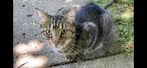 Lost Male Cat last seen Stop 13 Road and S meridian , Indianapolis, IN 46227