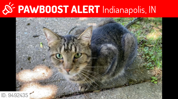 Lost Male Cat last seen Stop 13 Road and S meridian , Indianapolis, IN 46227