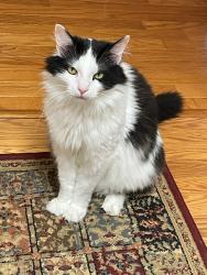 Lost Male Cat last seen Kristi Lynns Way/Kristi Lynns Ct- Central Church Rd, Harris County, GA 31820
