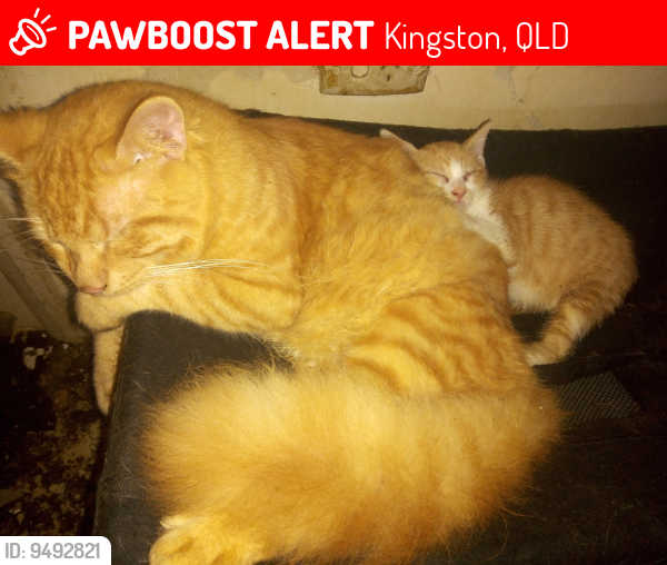 Lost Male Cat last seen Queen's road creek Kingston , Kingston, QLD 4114