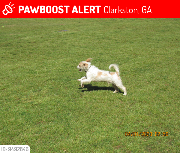 Clarkston, GA Lost Male Dog, Legend Is Missing PawBoost