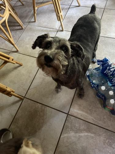 Lost Male Dog last seen Highland Country Club , Fayetteville, NC 28305