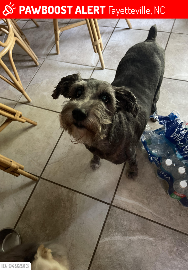 Lost Male Dog last seen Highland Country Club , Fayetteville, NC 28305