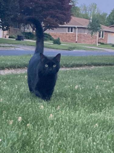 Lost Male Cat last seen Shorewood Glen Subdivision, Shorewood, IL 60404